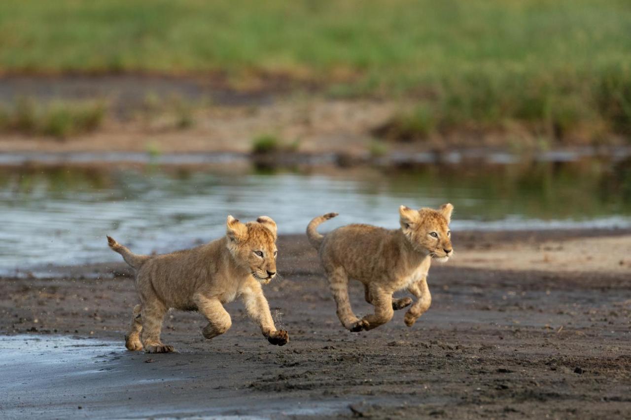 Africa Safari South Serengeti Ndutu Ngorongoro Sinoni Bagian luar foto