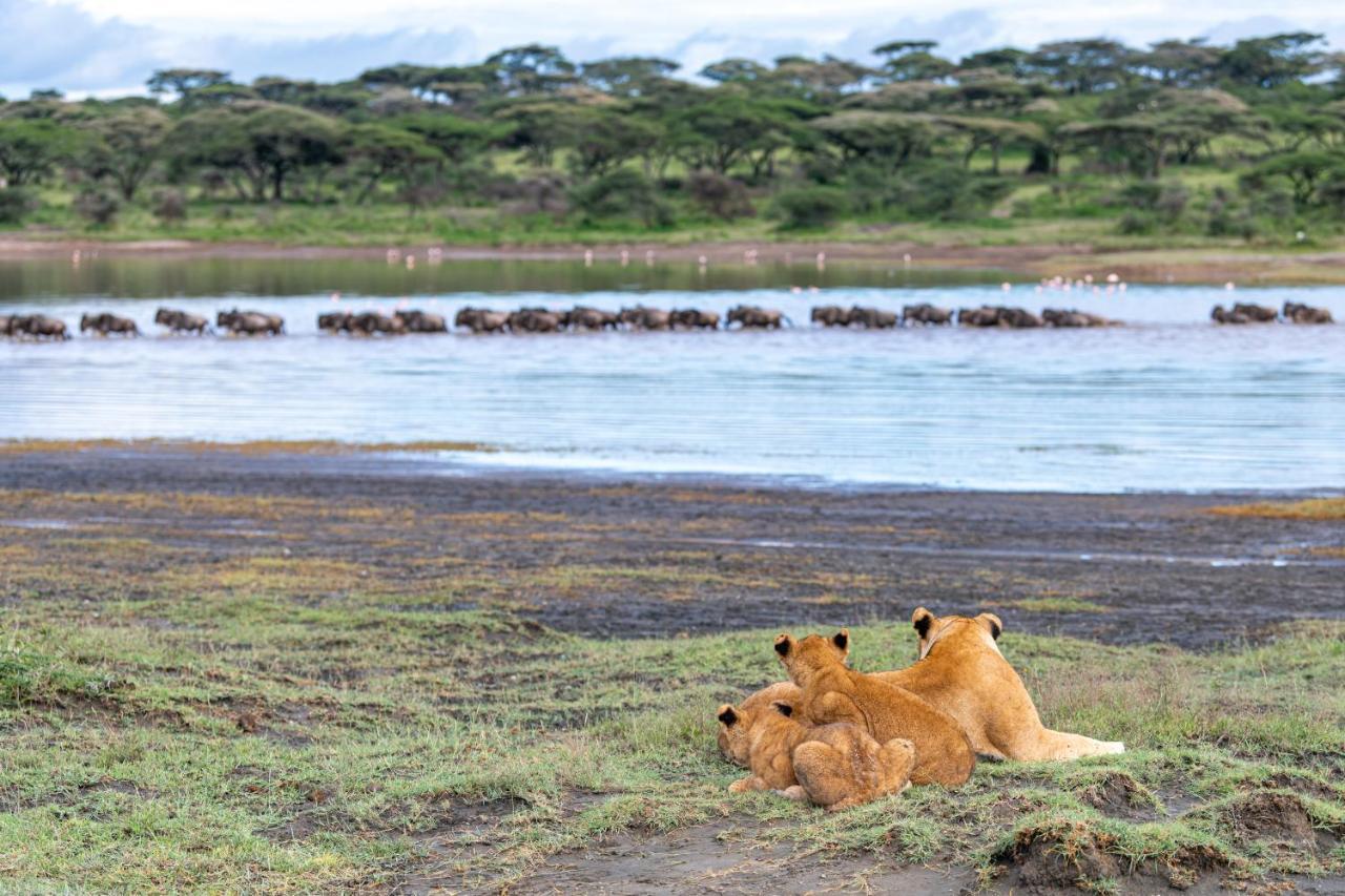 Africa Safari South Serengeti Ndutu Ngorongoro Sinoni Bagian luar foto