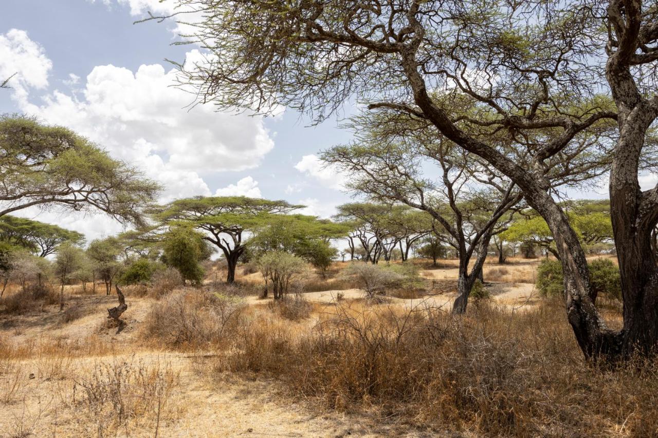 Africa Safari South Serengeti Ndutu Ngorongoro Sinoni Bagian luar foto