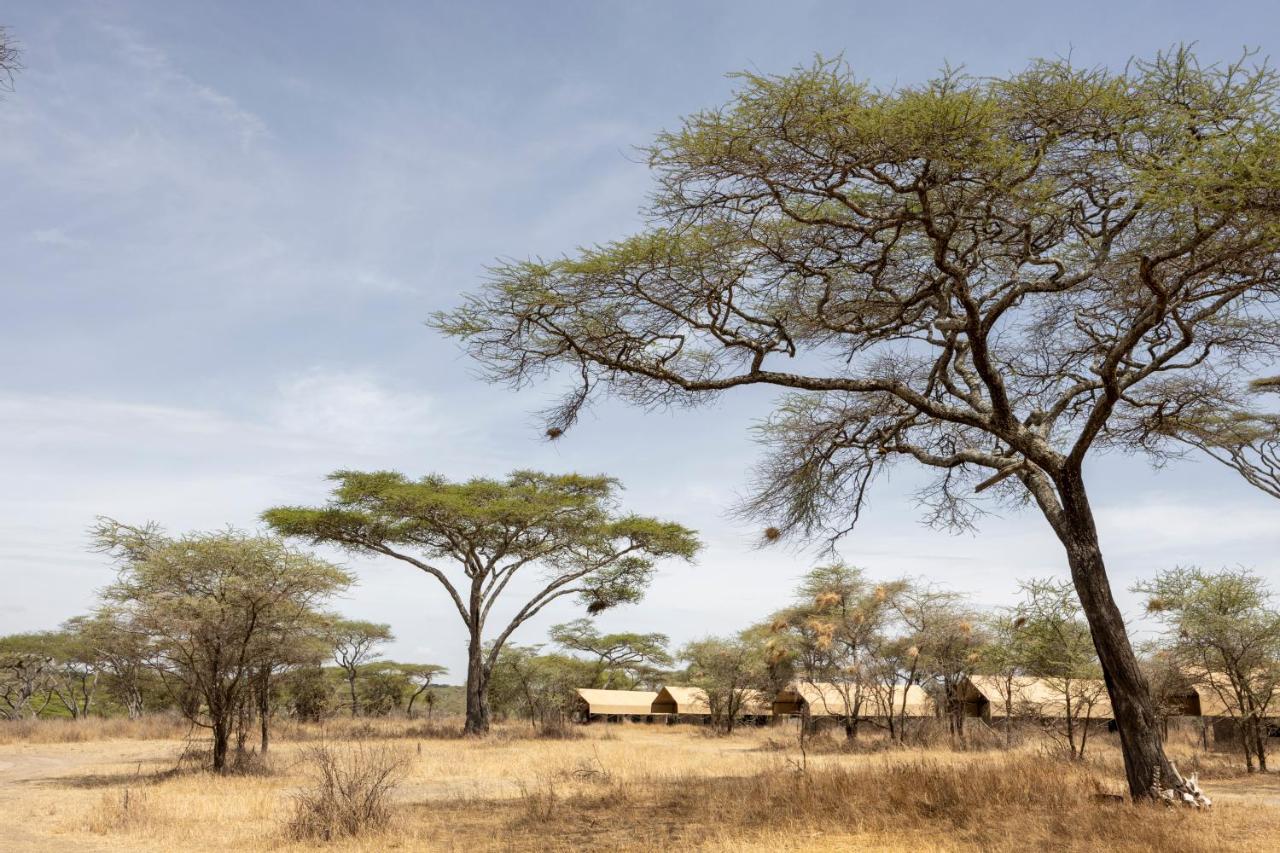 Africa Safari South Serengeti Ndutu Ngorongoro Sinoni Bagian luar foto